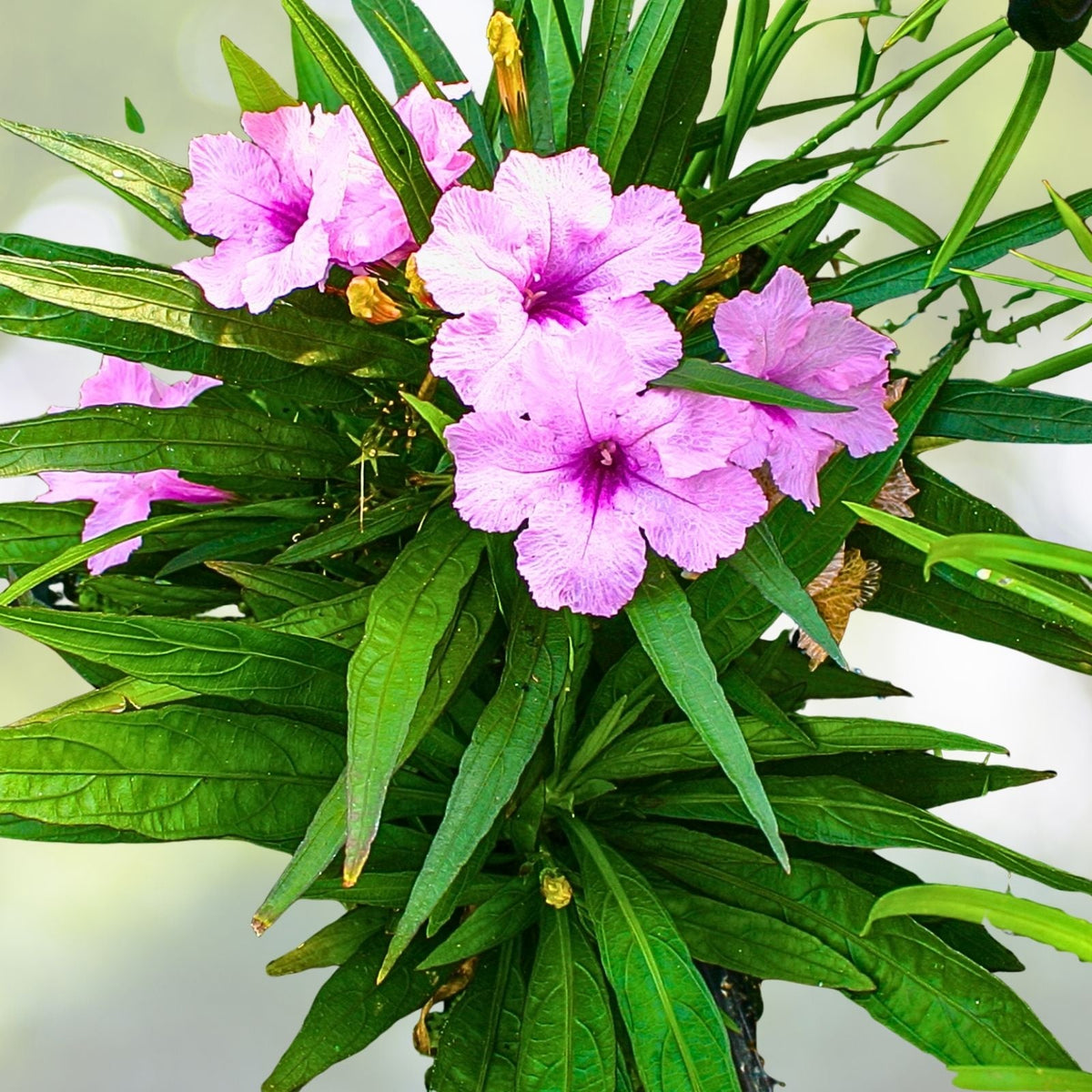 Dwarf Mexican Petunia Cuttings 6-Pack Pink Ruellia brittoniana Live Plants