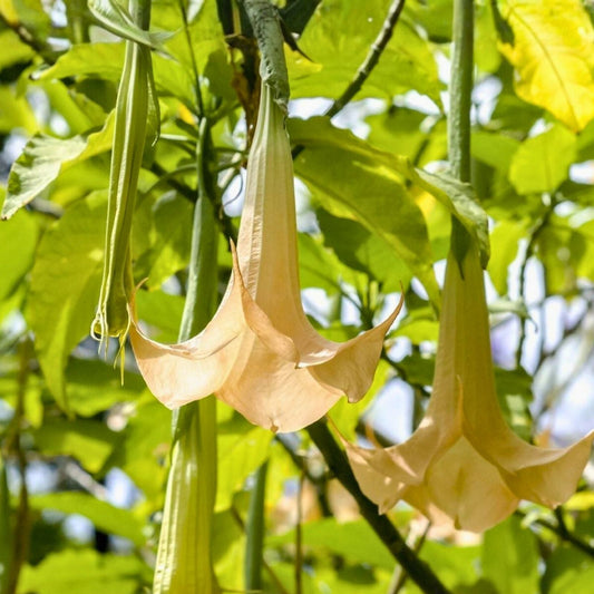 Rooted Angel Trumpet Cuttings 7" | Brugmansia Yellow, Pink, White Flowers for Gardens & Containers