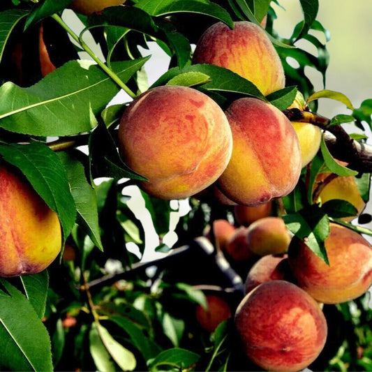 Yellow Peach Tree Cuttings 5'' 7'' Organic No Roots Fast Growing Cold Hardy Prunus persica