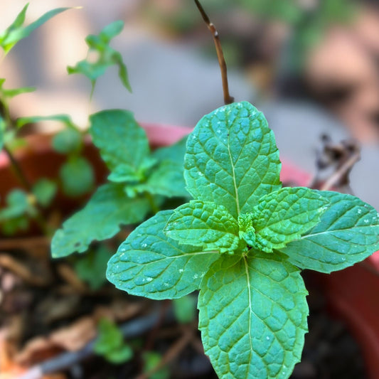 Balm of Gilead Spearmint Bareroot Plant - Organic Culinary and Aromatic Herb - Mentha spicata