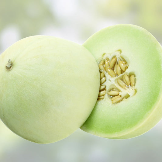 Honey Dew Melon Seeds 500 Pack Heirloom Non-GMO Sweet Green Cucumis melo Vegetable Seeds