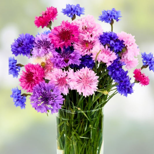 Dwarf Polka Dot Mix Bachelor Button Seeds – 500 Colorful Annual Flowers (Centaurea cyanus) for Garden, Wildflower, Cut Flower Planting
