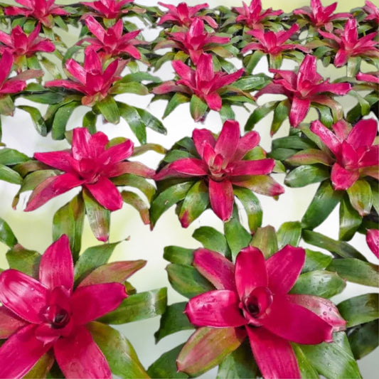 Neoregelia Plant 6" Rouge Bromeliad - Tropical Indoor Houseplant - Easy Care, Vibrant Color, Decorative Pot (Neoregelia spp.)