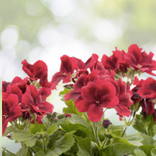Geranium Cuttings 3x6" Rose Red Fragrant Pelargonium Peltatum Live Plant - Perfect for Gardens and Containers
