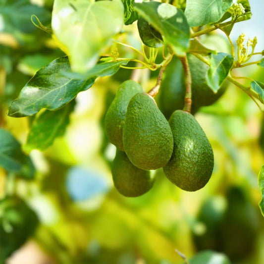 Grafted Avocado Tree 2-3 Feet Tall - Fantastic Avocado (Persea americana) in Pot with Soil, Weekly Shipping Available