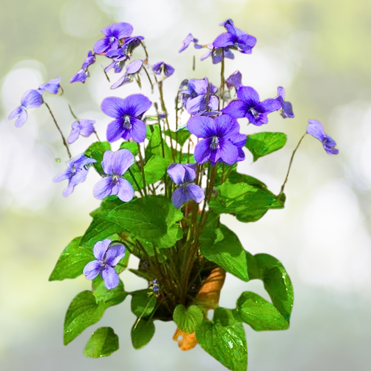 Wildflower Seed Mix - Wisconsin State Flower Perennials & Annuals - Non-GMO - 1000 Seeds