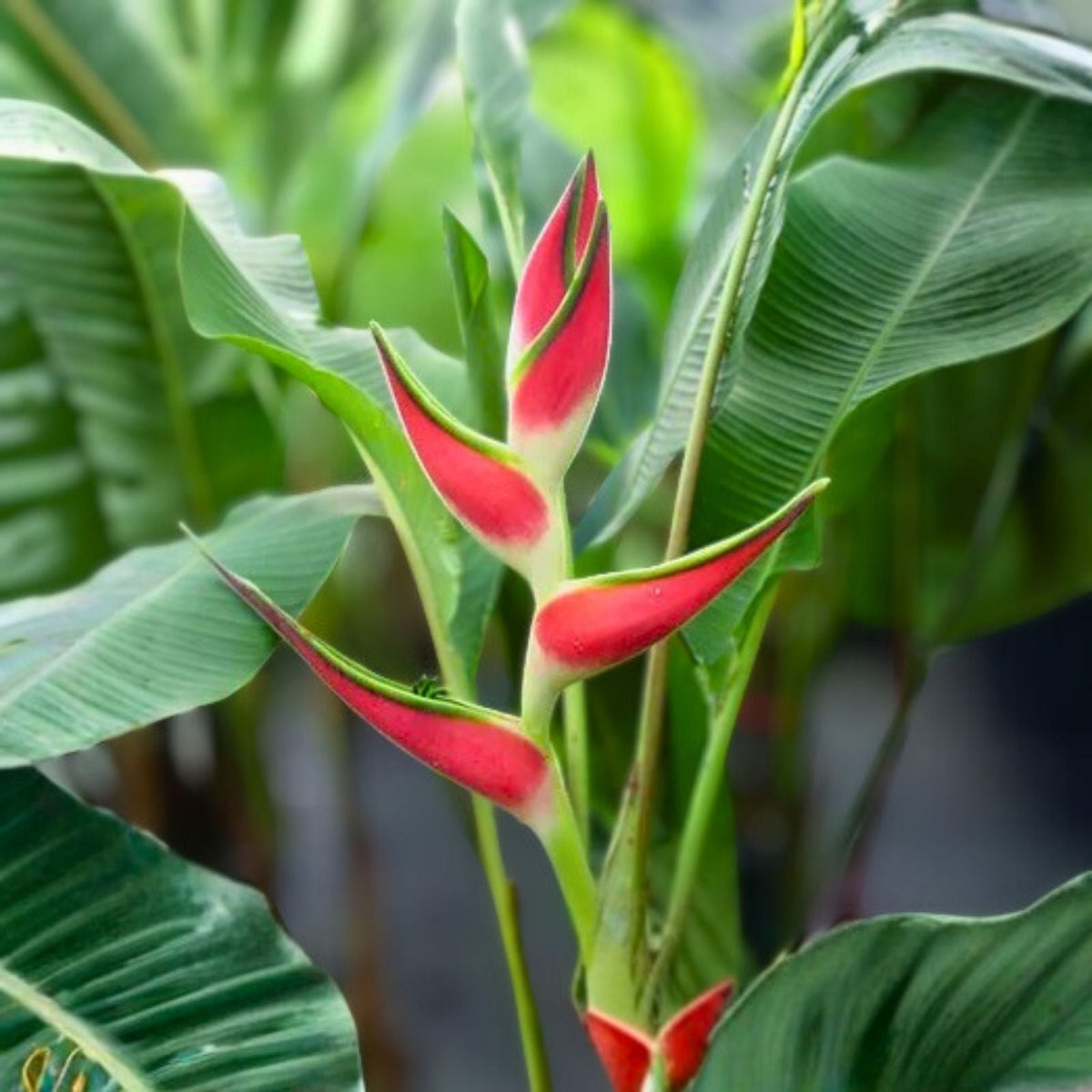 Heliconia Rhizomes - 2X Orange Multi Color - Easy Care Tropical Plant - Heliconia spp.