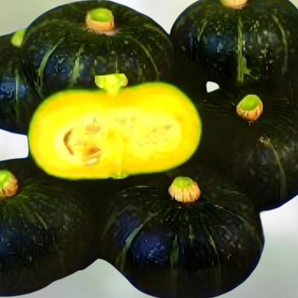 Black Kurinishiki Squash Seeds - 10 Rare Edible Seeds for Planting - Cucurbita maxima
