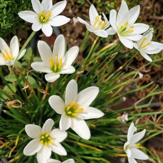 Rainlily Bulbs 5 Pack - White Zephyr Lily, Fairy Lily - Zephyranthes - Amaryllidaceae Family