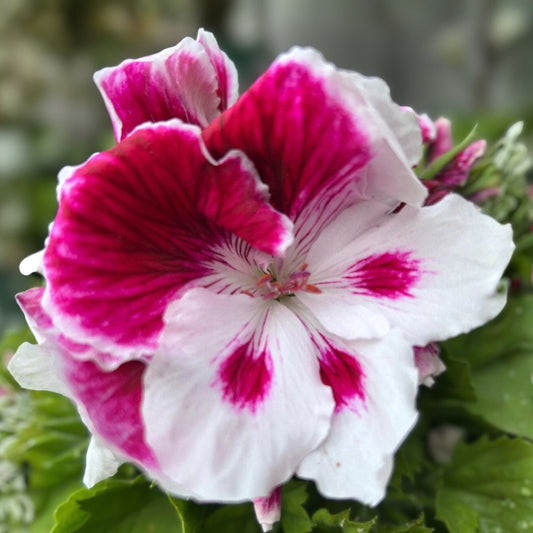 Live Geranium Plant 6" White and Purple Combination Pelargonium
