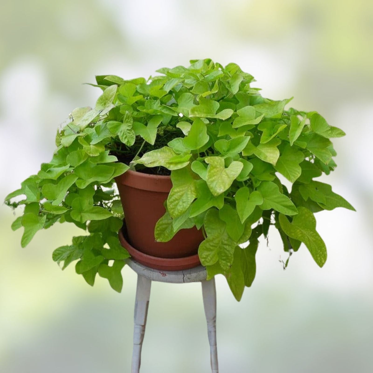 Sweet Potato Slips 10 Rooted Vines Fresh Cutting Ipomoea batatas Organic Gardening Plant