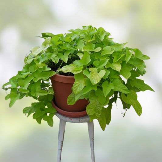 Sweet Potato Slips 10 Rooted Vines Fresh Cutting Ipomoea batatas Organic Gardening Plant