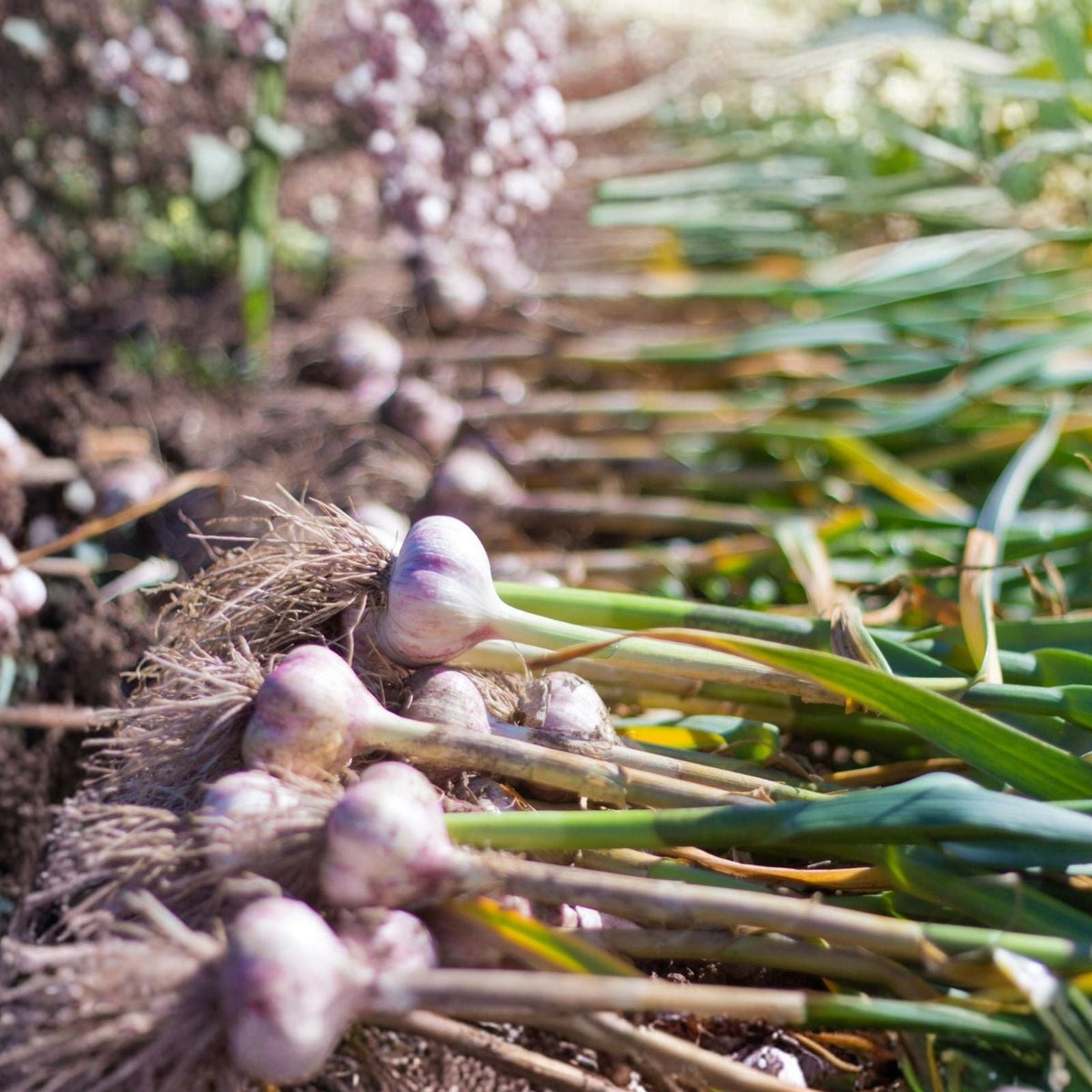 Spanish White Onion Seeds - Heirloom Variety for Cooking - Sweet Flavor - Allium cepa - 25+ Seeds