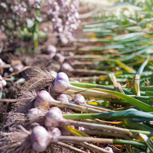Spanish White Onion Seeds - Heirloom Variety for Cooking - Sweet Flavor - Allium cepa - 25+ Seeds