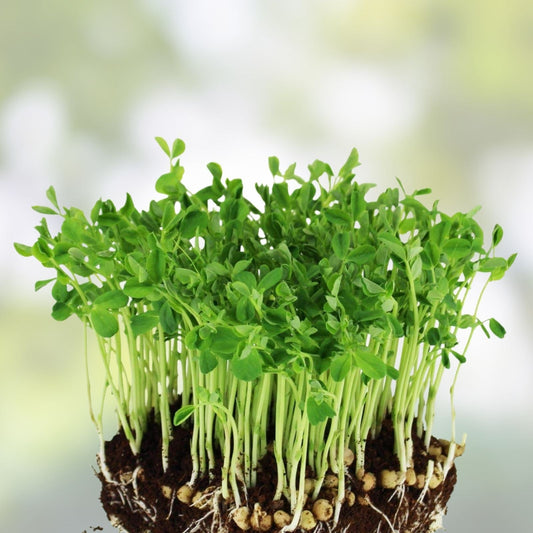 Dundale Pea Sprouting Seeds 12oz Organic Non-GMO for Healthy Eating Pisum sativum