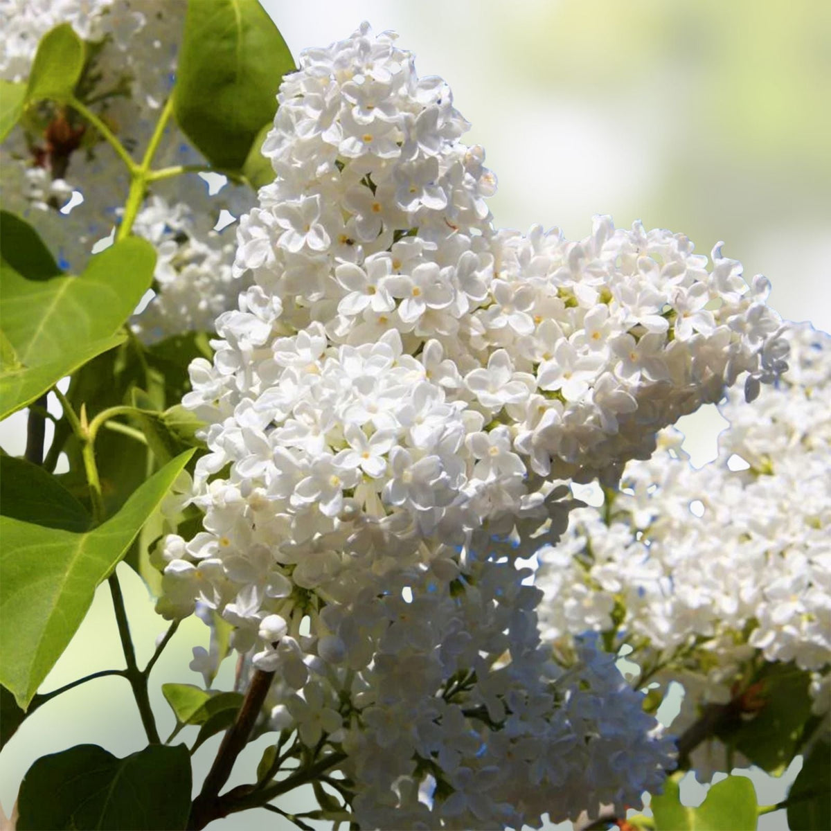 Early White Lilac Seeds – 50+ Seeds for Bonsai Syringa vulgaris, Fragrant, Hardy, Ornamental Flowering Plant