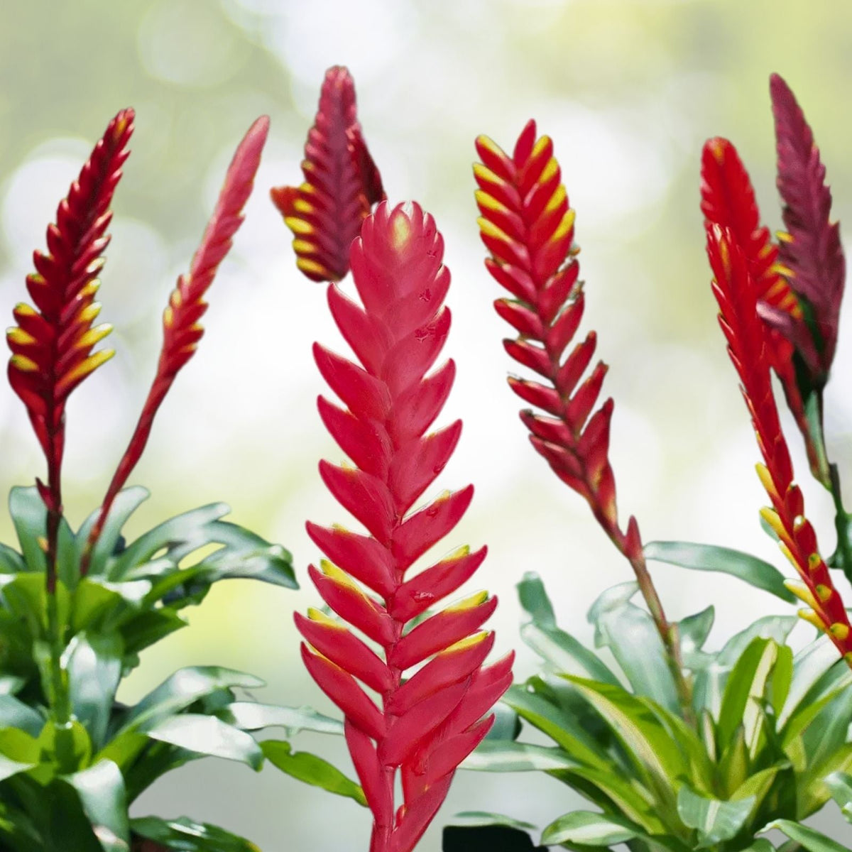 Bromeliad Plant 6" Pot Vriesea Milky Way - Rare Tropical Houseplant for Indoor Gardening and Plant Collectors