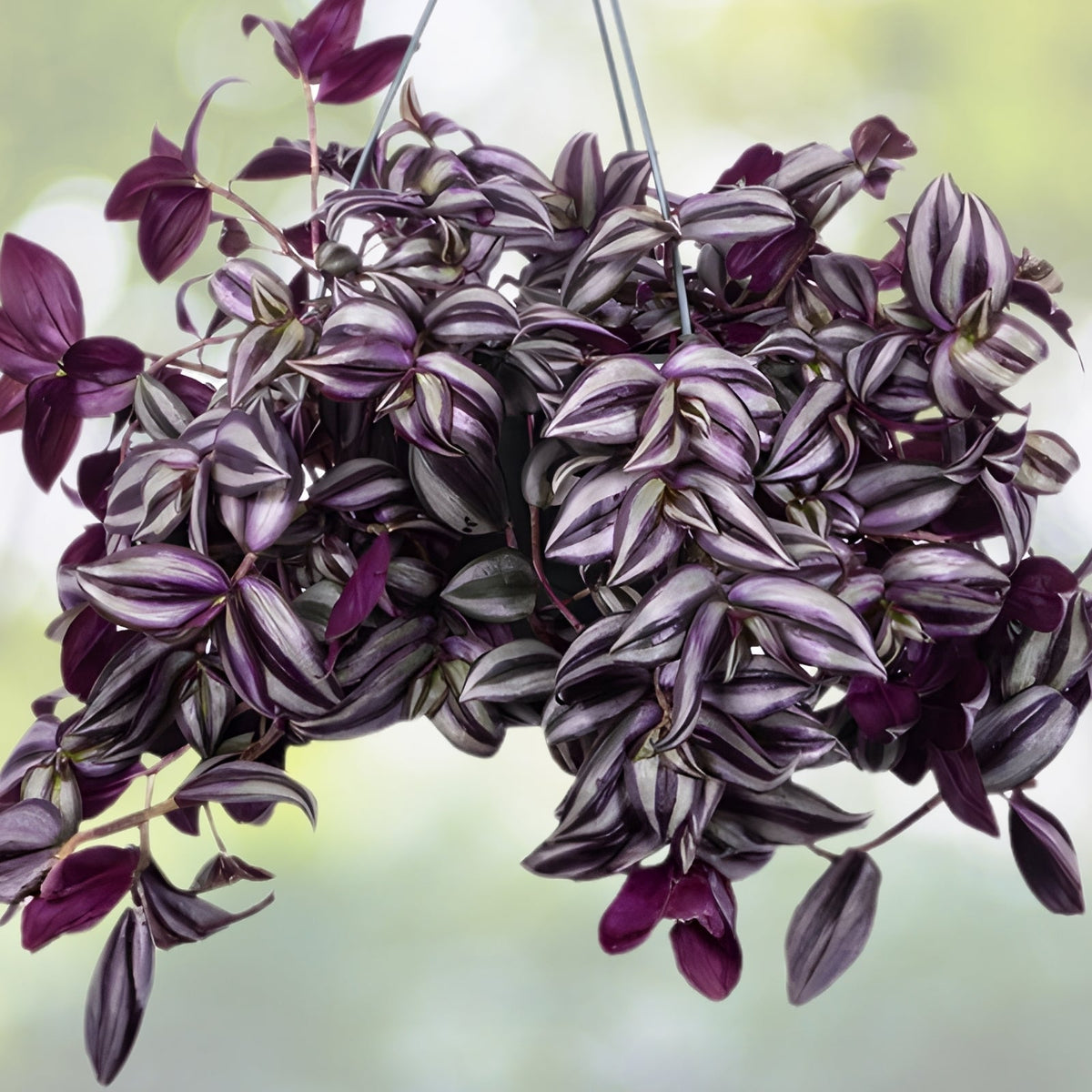 Purple Wandering Jew Plant 6" Pot - Tradescantia Zebrina - Trailing Houseplant with Variegated Purple & Silver Leaves