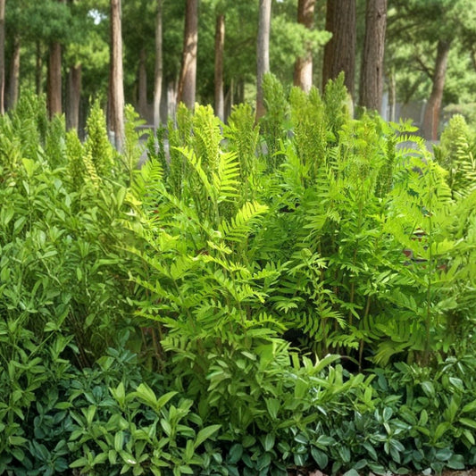 Royal Ferns 5-Pack Live Plants, Osmunda regalis, Native Shade Garden Ferns for Wetlands, South Alabama
