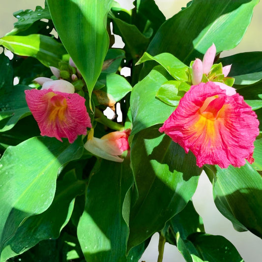 Pink Costus Ginger Rhizome 2 Pack - African Princess Variety - Costus woodsonii - Tropical Exotic Plant for Garden