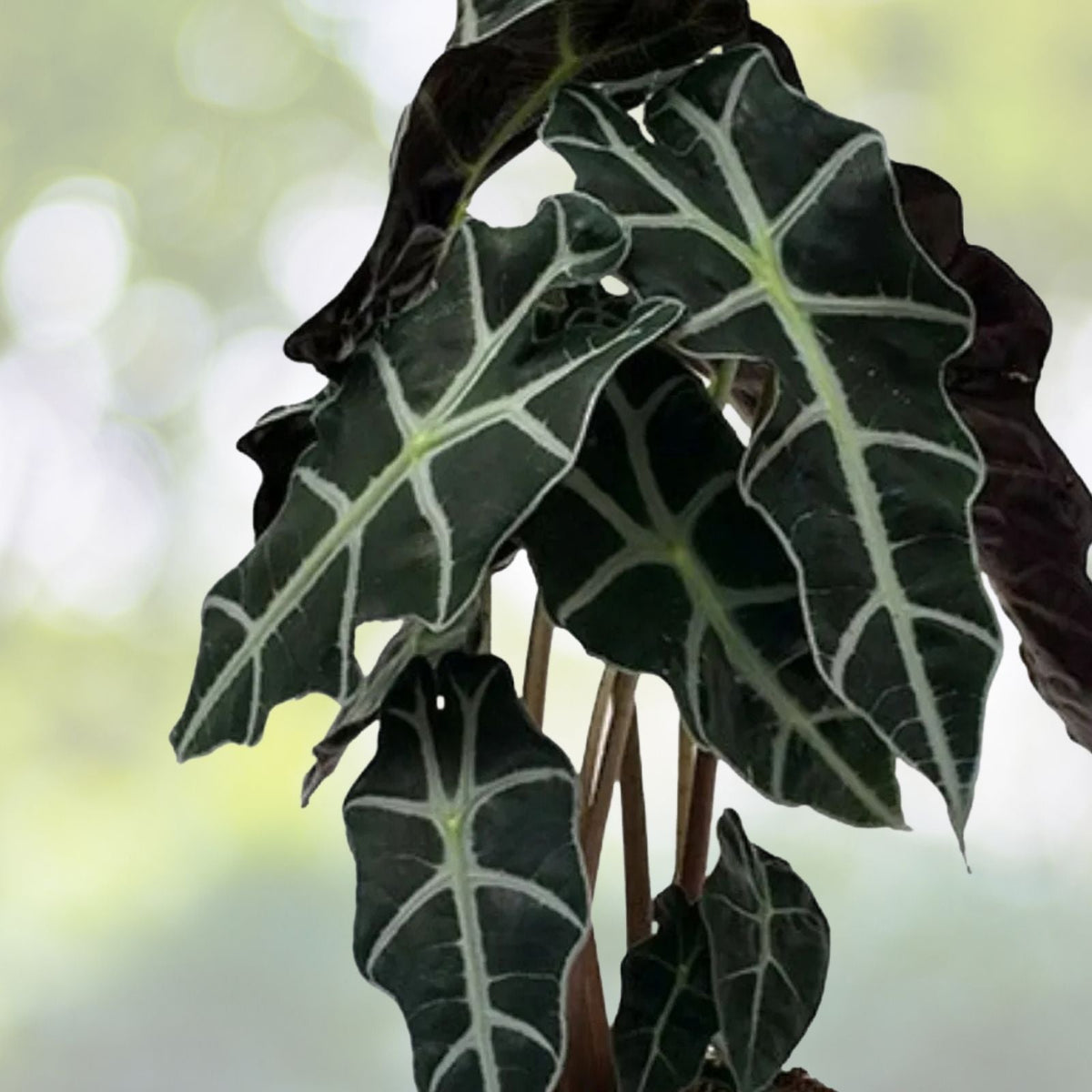 Alocasia Polly Plant in 6" Pot | Rare Houseplant with Stunning Leaves | Alocasia Amazonica