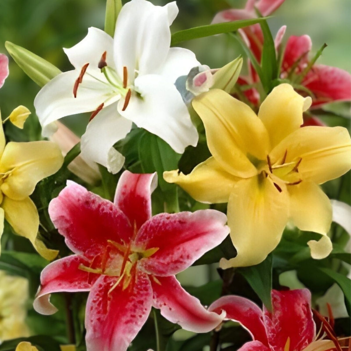 Mixed Oriental Lily Bulbs for Planting – 6 Fresh Bulbs, Easy to Grow, Lilium orientalis, Garden Flower Bulbs