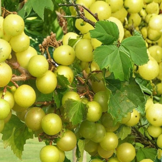 Scuppernong Muscadine Grape Vines 10-Pack, Self-Fertile, Fast-Growing Vitis rotundifolia, for Zones 7-10
