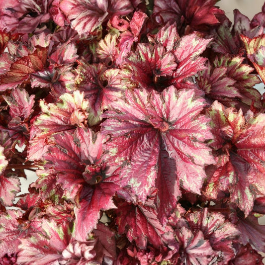 Begonia Seeds 45 or 125 Count Dazzled Raspberry Blend Premium Flowering Plant Seeds Begonia spp.