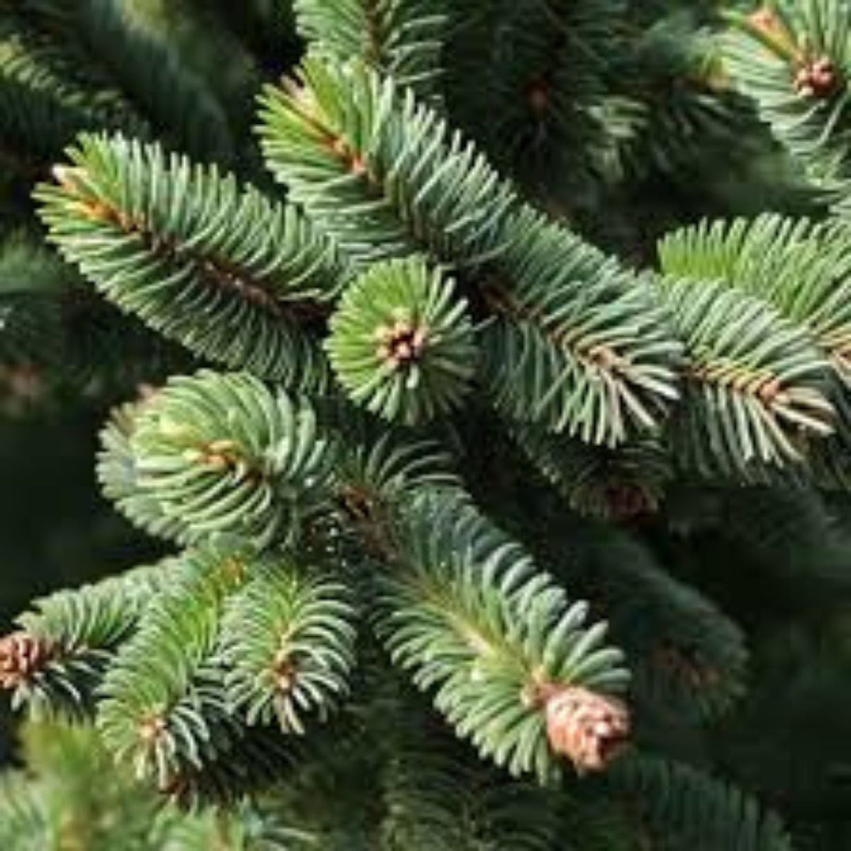 Oriental Spruce Tree Seeds - 30 Seeds for Planting - Picea orientalis - Evergreen Coniferous Tree Seeds for Gardening