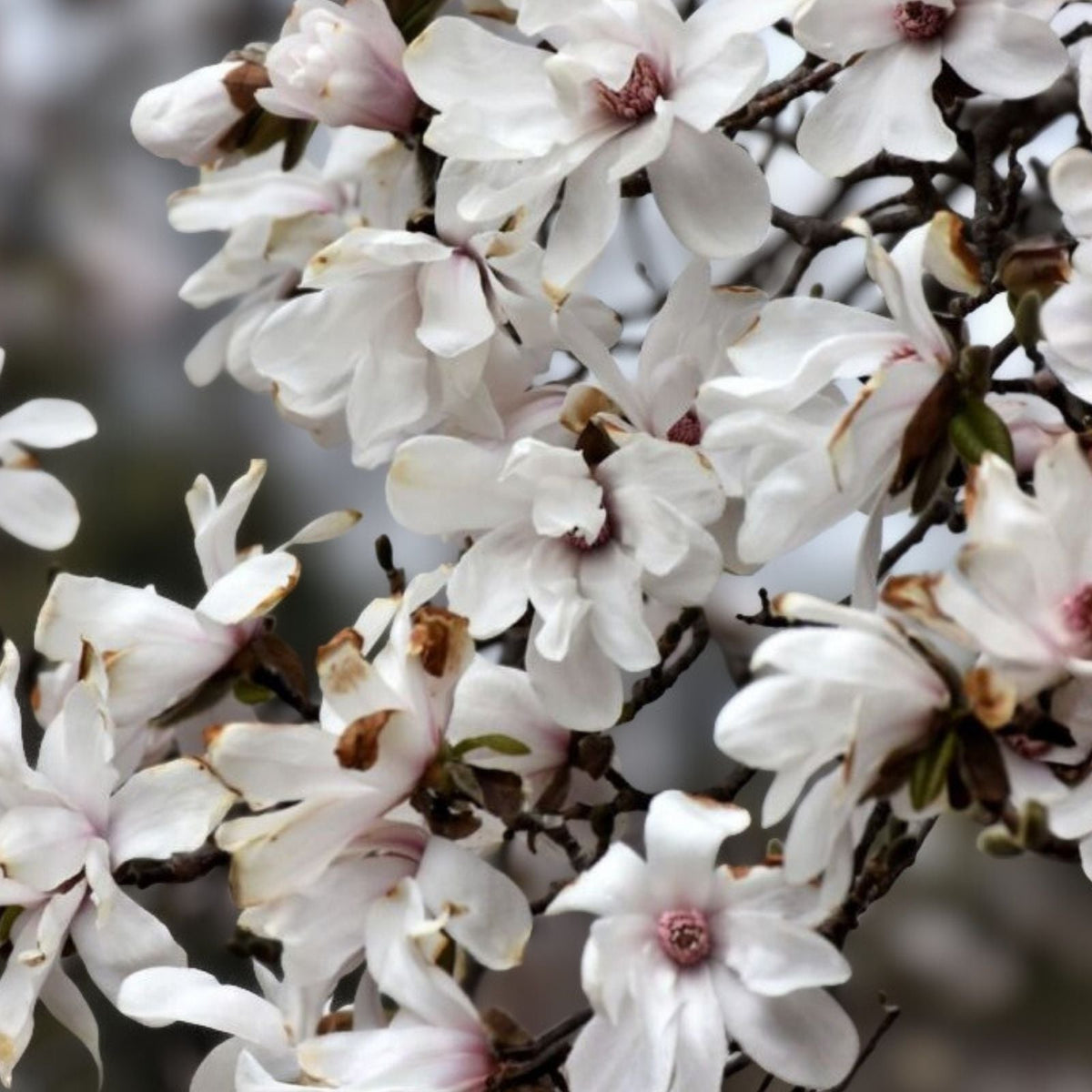Merrill Magnolia Bare Root Plant - Magnolia x loebneri 'Merrill' - White Flowers - Live Shrub or Tree