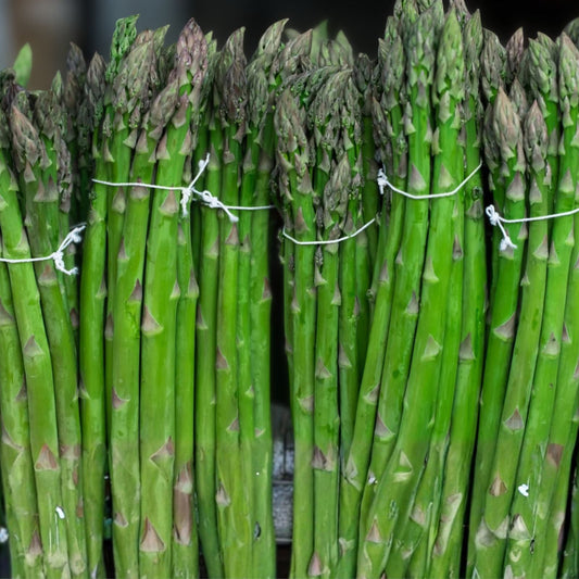 Asparagus Seeds 25 Heirloom Mary Washington Tasty Healthy Vegetable Asparagus officinalis