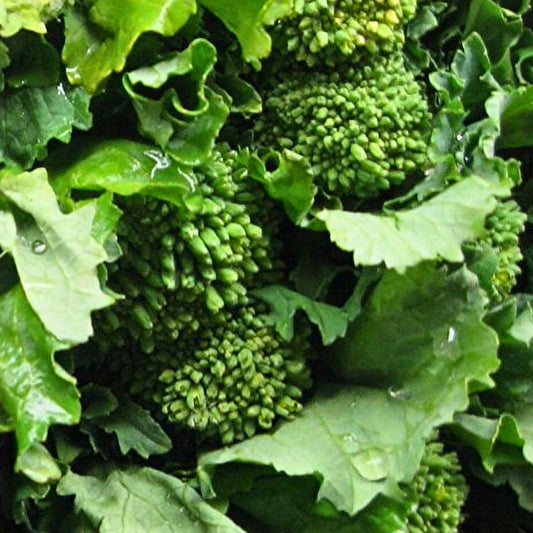 Heirloom Broccoli Raab Seeds - 500 Non-GMO Rapini Seeds - Brassica rapa var. ruvo - Organic Vegetable Seeds for Gardening