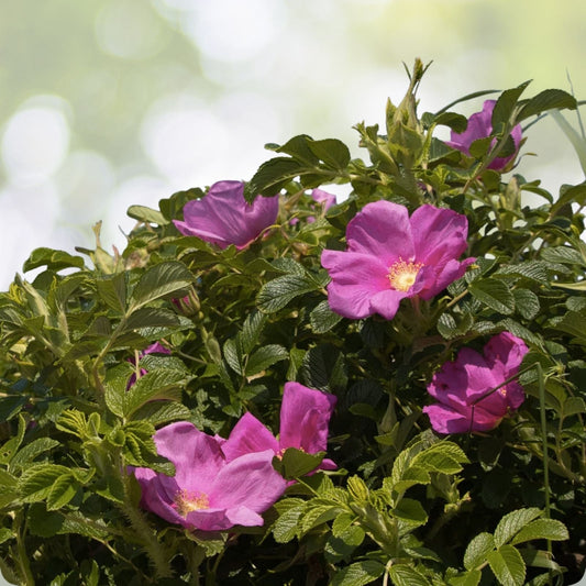 Seaside Pink Rose Seeds – Rosa Rugosa Fruiting Shrub – 30+ Seeds, Coastal Garden Plant, Pink Blooms, Free Shipping