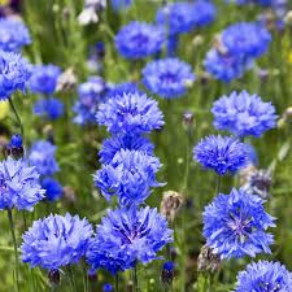 Bachelor Button Seeds 1000 Count Tall Blue Variety Centaurea cyanus for Gardens and Flower Beds