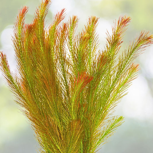 Rotala Wallichii 7 Stems - Whorly Rotala - Freshwater Aquarium Plant - Easy Live Aquatic Plant for Ponds and Tanks