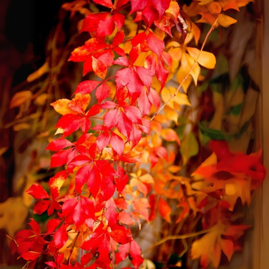 Virginia Creeper Vine Seedlings - Climbing Plant for Walls, Fences, Trellis - Parthenocissus quinquefolia