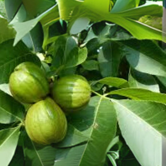 Mockernut Hickory Nuts   5 Pack   Carya tomentosa   Shade Trees & Wildlife Food Source