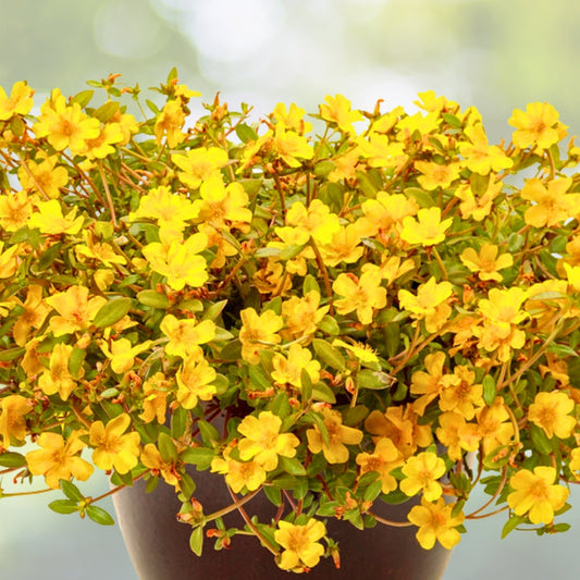 Portulaca Plant 6in Pot - Yellow Moss Rose, Drought-Tolerant Succulent, Colorful Ground Cover, Portulaca oleracea