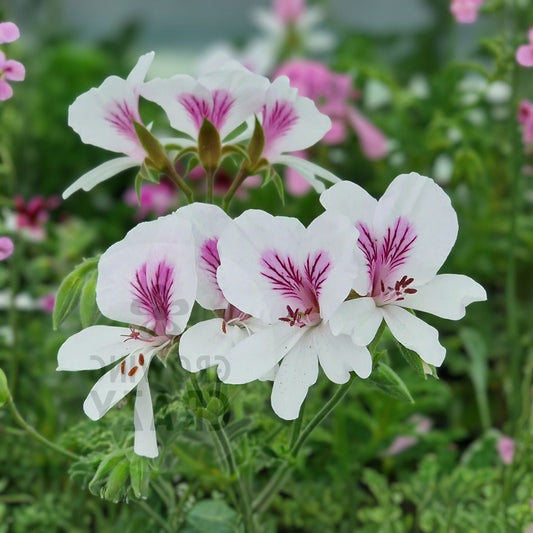 Geranium Starter Cuttings - 2 Cuttings - White/Purple Perennial - Pelargonium