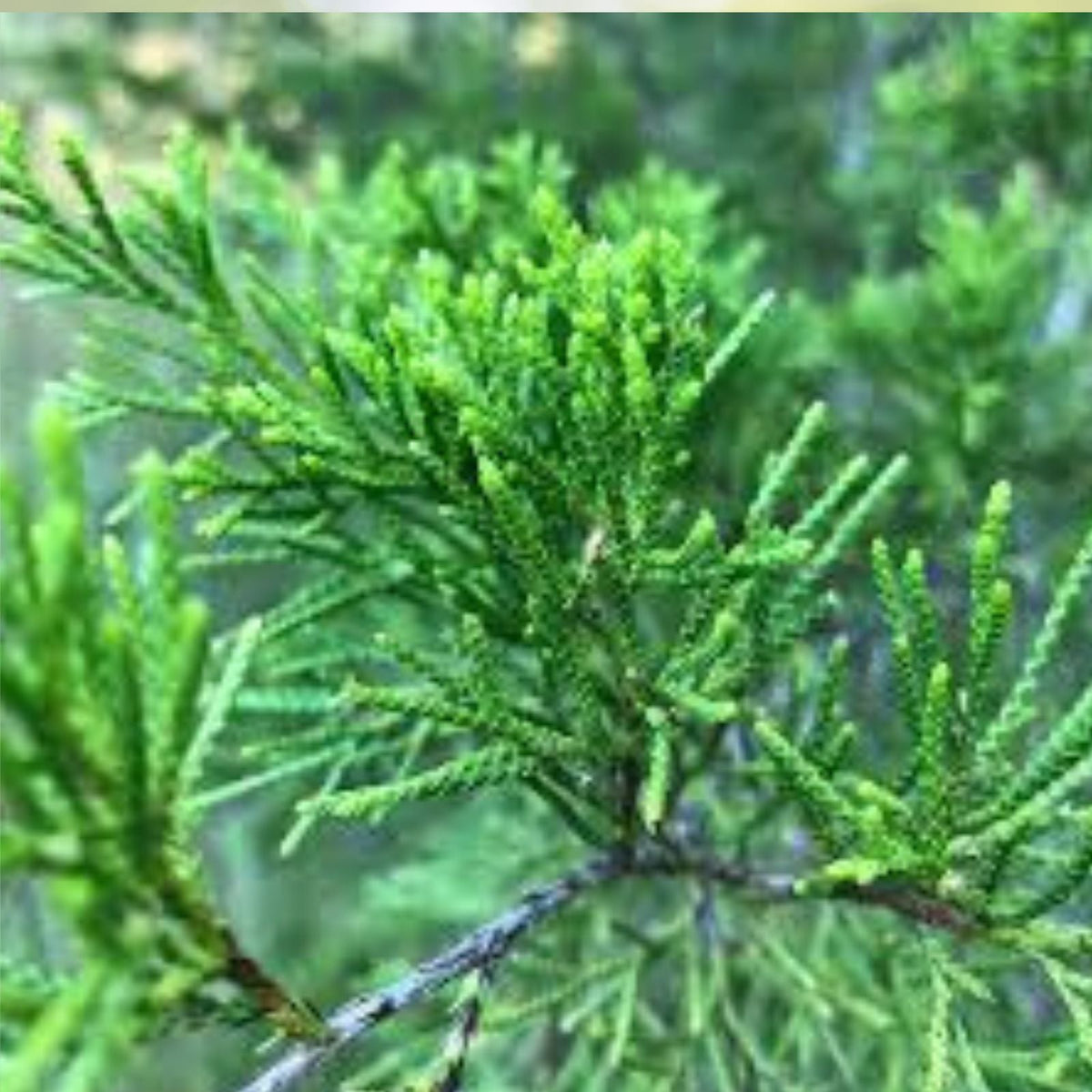 Eastern Red Cedar Seedlings   Live Trees 4-8 Inches   Juniperus virginiana   25 Pack