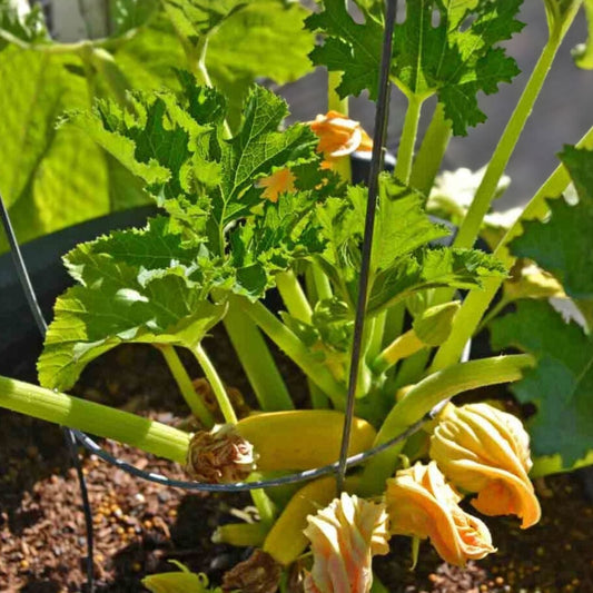 Golden Zucchini Squash Seeds - 500 Non-GMO Heirloom Organic Vegetable Seeds - Cucurbita pepo for Garden Planting