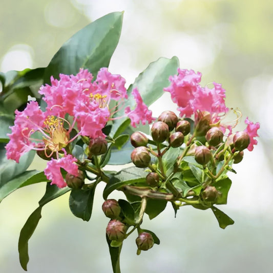 Hot Pink Crepe Myrtle Trees 6" Rooted Cuttings Lagerstroemia indica Fast Growing Flowering Bushes