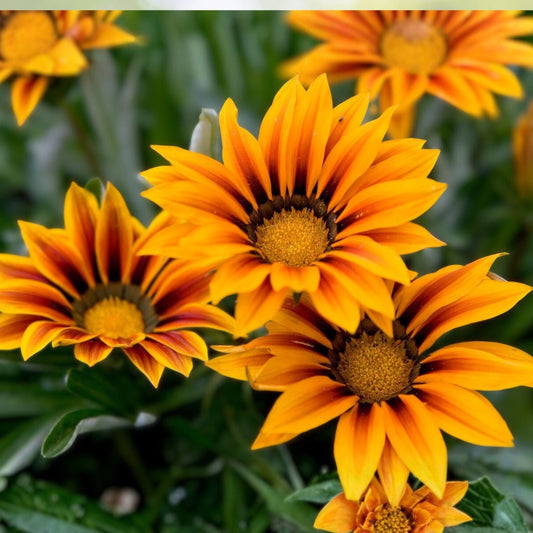 Gazania Plant - 3-Inch Pot - Yellow and Red Flowers - Gazania rigens