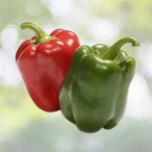 California Bell Pepper Seeds 100 Pack Organic Assorted Colors Capsicum annuum USA Grown