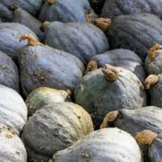 Blue Hubbard Squash Seeds 10 Organic Cucurbita maxima Heirloom USA Grown