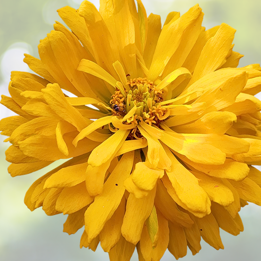 Zinnia Seeds 100 Count Yellow Cactus Giant Non-GMO Zinnia elegans Huge Blooms for Cut Flowers
