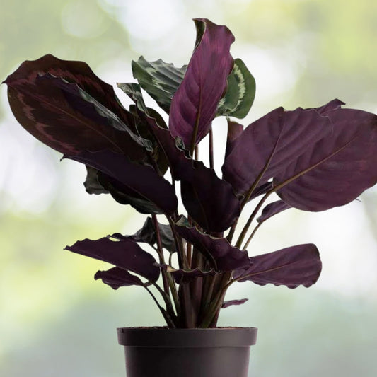 Calathea x 'Medallion' 6" Pot - Tropical Houseplant with Unique Leaf Patterns - Decorative Ornamental Plant