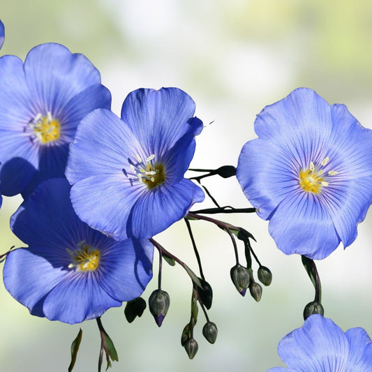 Blue Flax Seeds Pack – 1000+ Seeds for Garden, Striking Blue Flowers, Linum perenne, Wildflower, Native Plant, Ornamental Flower Seed