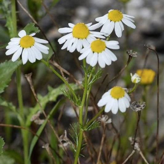German Chamomile Seeds - 2000+ Seeds - Tea Chamomile - Matricaria chamomilla - Annual Herb - USA