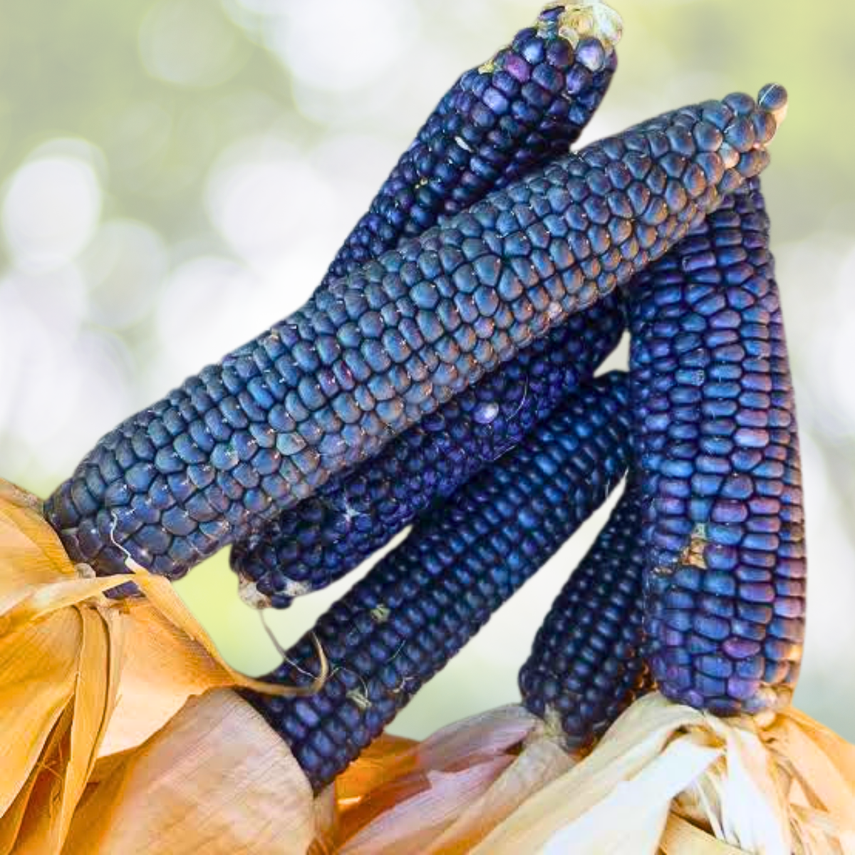 Blue Corn Heirloom Seeds - 50pcs Non-GMO Open-Pollinated Flour Corn - Zea Mays